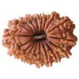 18 mukhi rudraksha